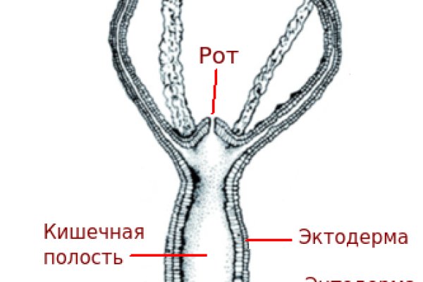 Ссылка на кракен через тор