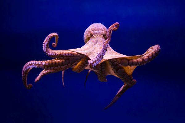 Kraken ссылка kraken clear com